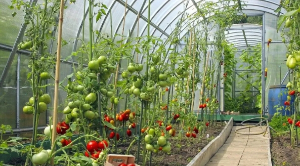 大棚小知識(shí)：低溫雨雪天，大棚蔬菜該如何防凍？